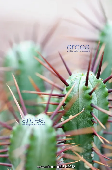 : Pincushion Euphorbia, Euphorbia enopla, Close up showing spi : Pincushion Euphorbia, Euphorbia enopla, Close up showing spi