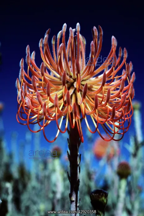 : PINCUSHION PROTEA : PINCUSHION PROTEA