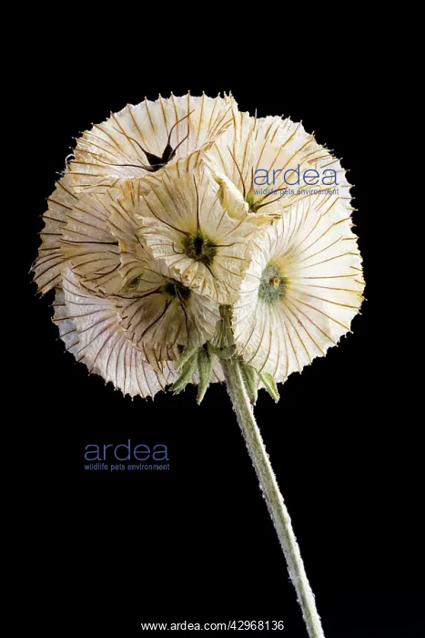 : Pincushionflower : Pincushionflower