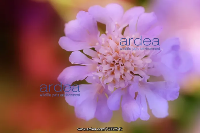 : Pincushionflower : Pincushionflower