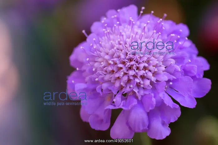  : Pincushionflower