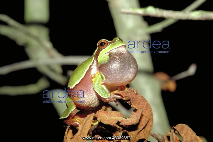: Pine Barrens Tree Frog : Pine Barrens Tree Frog