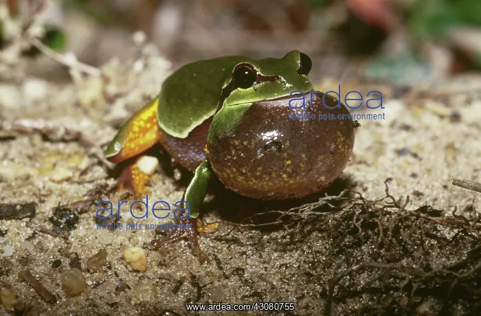 : Pine Barrens Treefrog : Pine Barrens Treefrog