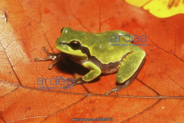  : Pine Barrens Treefrog