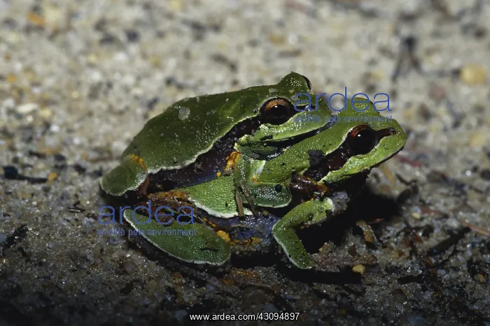 : Pine Barrens Treefrogs : Pine Barrens Treefrogs