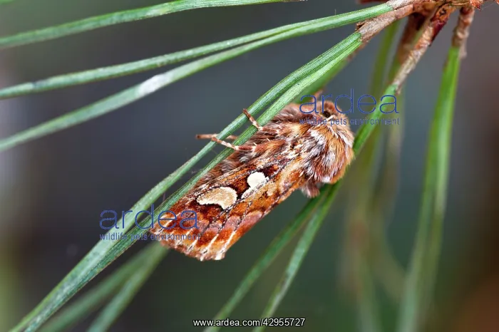 : Pine Beauty - resting on pine needle : Pine Beauty - resting on pine needle