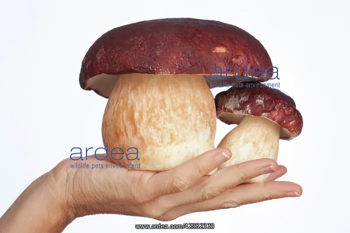 : Pine Bolete / Pinewood King Bolete - two fruiting : Pine Bolete / Pinewood King Bolete - two fruiting
