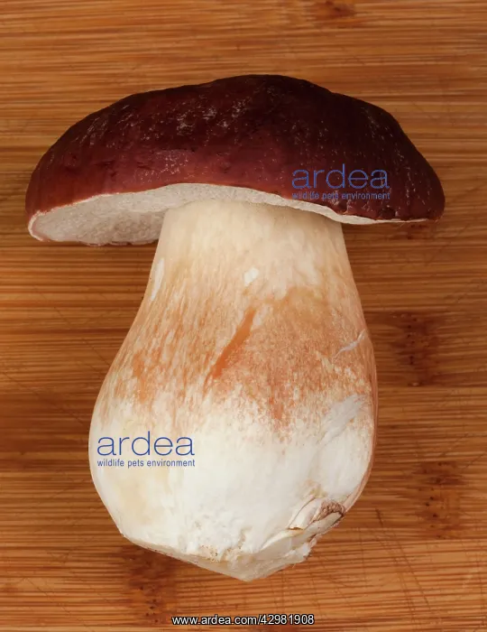 : Pine Bolete / Pinewood King Bolete - On a wooden board : Pine Bolete / Pinewood King Bolete - On a wooden board