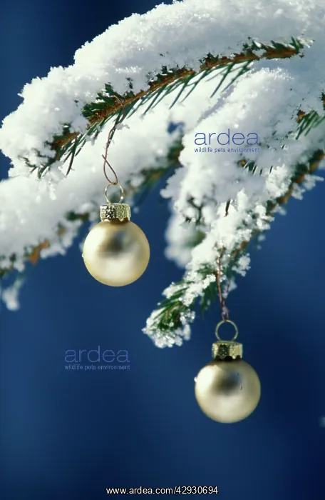 : Pine branch - in snow with Christrmas tree decorations : Pine branch - in snow with Christrmas tree decorations
