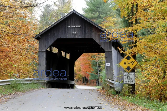 : Pine Brook Covered Bridge in autumn, Waitsfield : Pine Brook Covered Bridge in autumn, Waitsfield