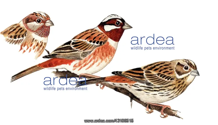 : Pine Bunting : Pine Bunting