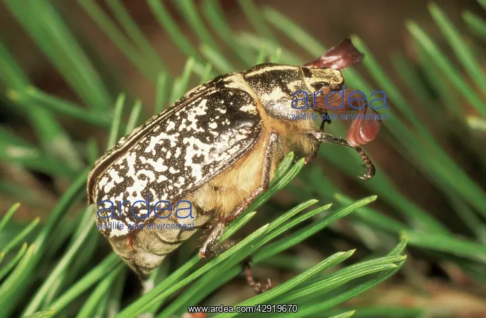  : Pine Chafer