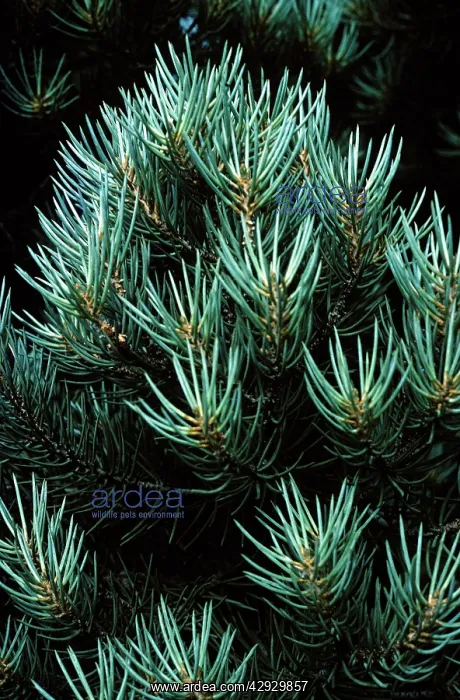 : PINE - close-up : PINE - close-up