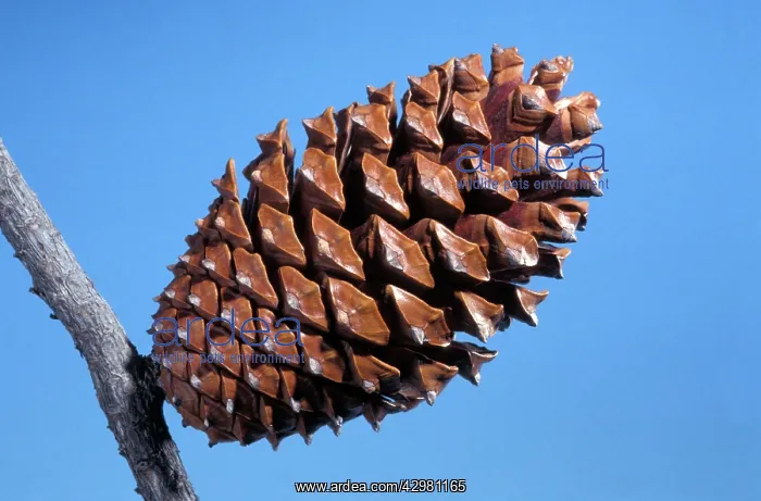  : Pine - Cone