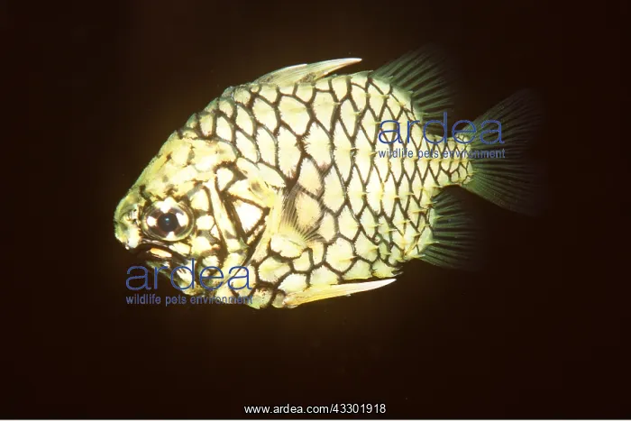  : PINE CONE FISH - Luminous organ below eye