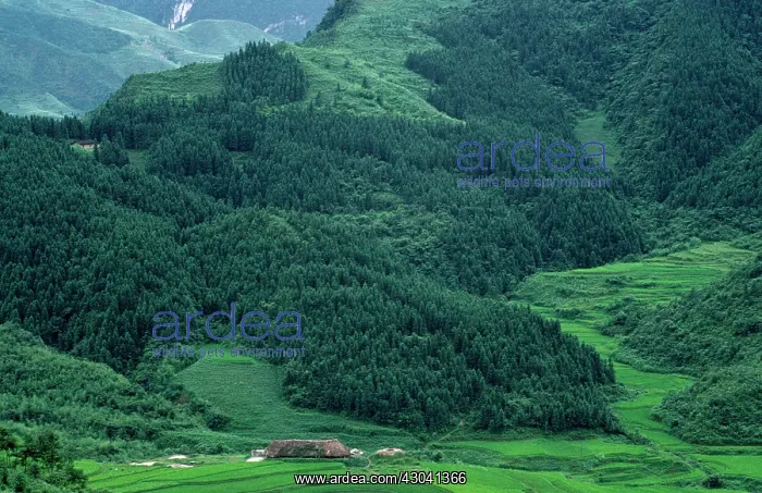 : Pine, Conifer, Fir, Spruce : Pine, Conifer, Fir, Spruce