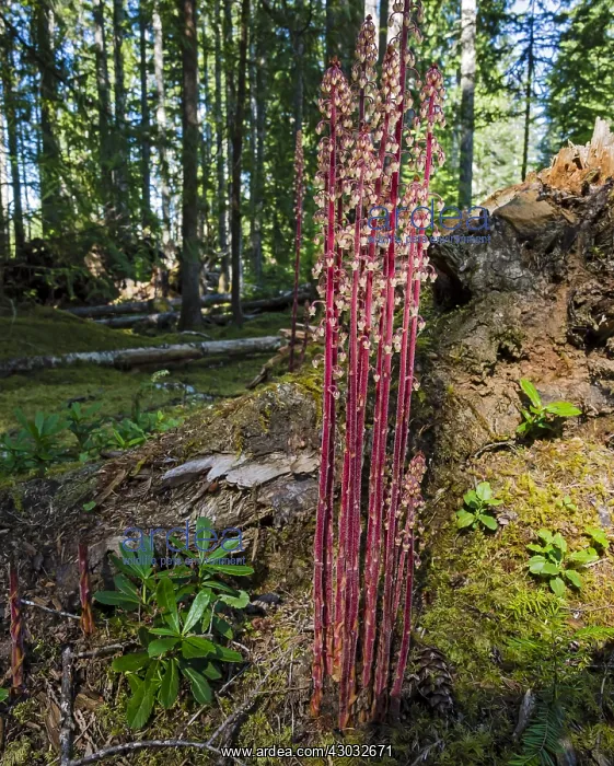 : Pine Drops, Pine drops, pinedrops, or woodland pinedrops : Pine Drops, Pine drops, pinedrops, or woodland pinedrops