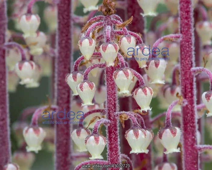 : Pine Drops, Pine drops, pinedrops, or woodland pinedrops : Pine Drops, Pine drops, pinedrops, or woodland pinedrops