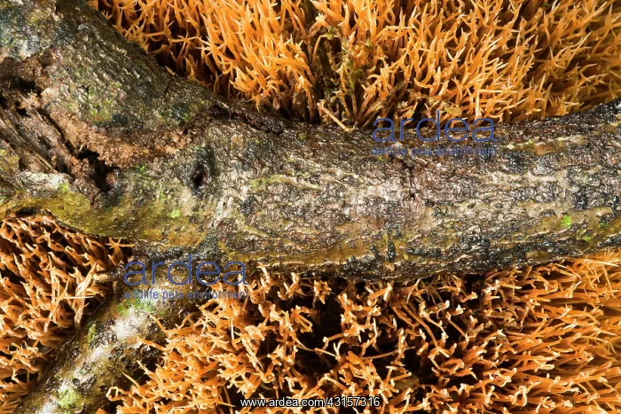 : Pine Feather : Pine Feather