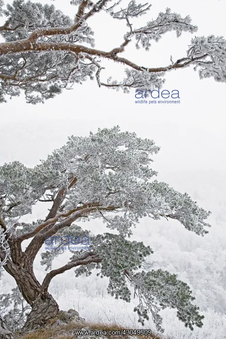 : Pine, Fir, Spruce, Picea : Pine, Fir, Spruce, Picea