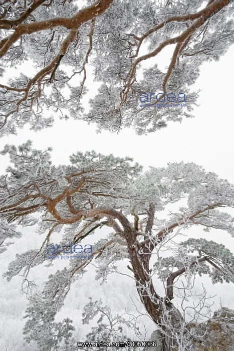 : Pine, Fir, Spruce, Picea : Pine, Fir, Spruce, Picea