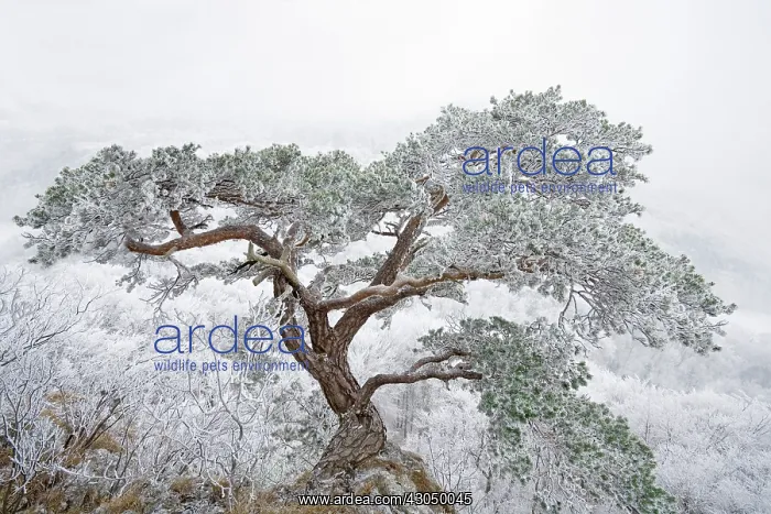 : Pine, Fir, Spruce, Picea : Pine, Fir, Spruce, Picea
