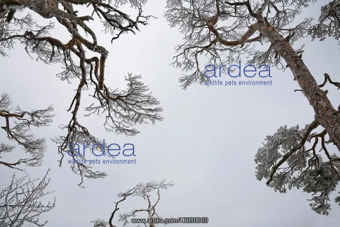 : Pine, Fir, Spruce, Picea : Pine, Fir, Spruce, Picea
