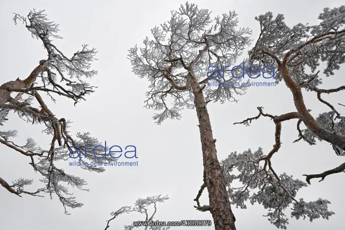 : Pine, Fir, Spruce, Picea : Pine, Fir, Spruce, Picea