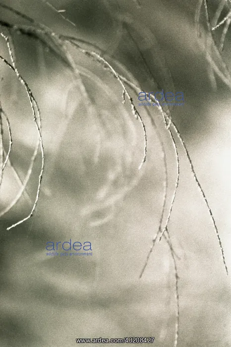 : Pine, Fir, Spruce, Picea : Pine, Fir, Spruce, Picea
