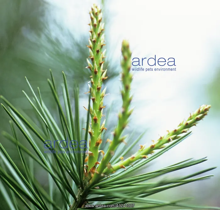 : Pine, Fir, Spruce, Picea : Pine, Fir, Spruce, Picea