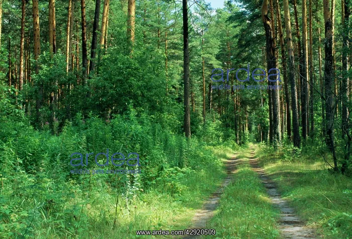 : Pine Forest : Pine Forest