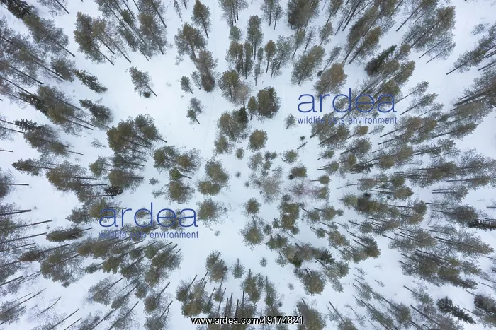 : Pine forest aerial : Pine forest aerial