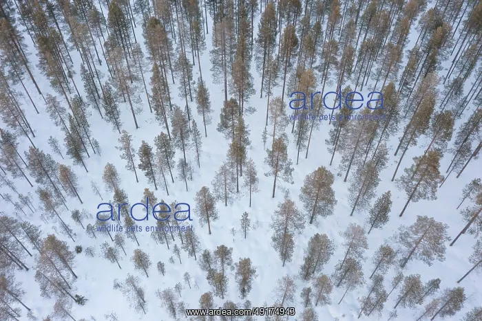 : Pine forest aerial : Pine forest aerial