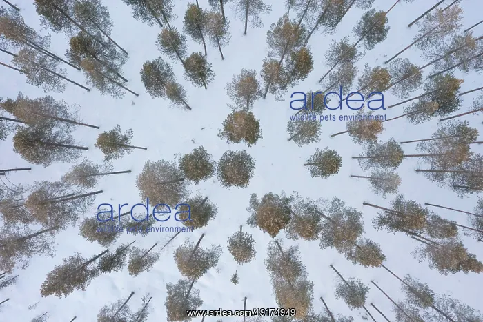 : Pine forest aerial : Pine forest aerial