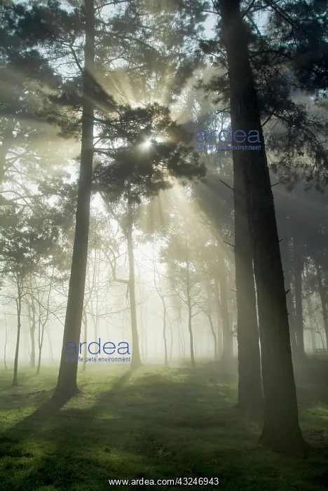 : Pine forest backlight at dawn in Umbe mount : Pine forest backlight at dawn in Umbe mount