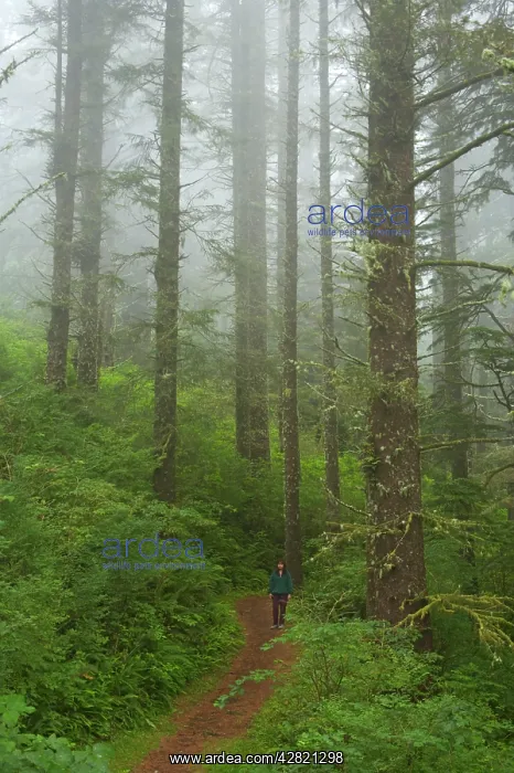 : Pine Forest in coastal fog - (Sitka Spruce and : Pine Forest in coastal fog - (Sitka Spruce and