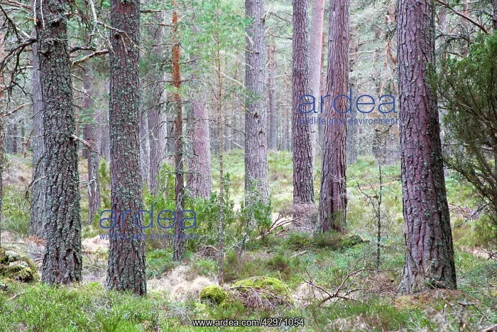 : Pine Forest - Loch Garten : Pine Forest - Loch Garten