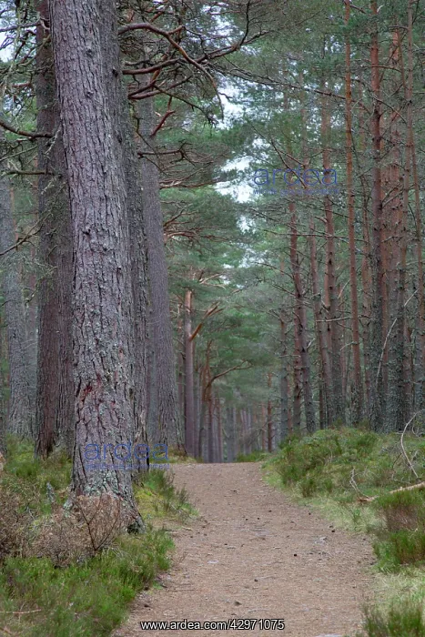 : Pine Forest - Loch Garten : Pine Forest - Loch Garten