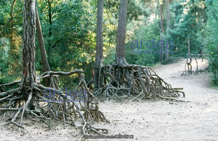 : Pine Forest - roots, erosion : Pine Forest - roots, erosion