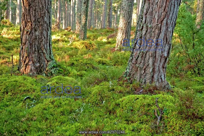 : Pine Forest - tree trunks : Pine Forest - tree trunks