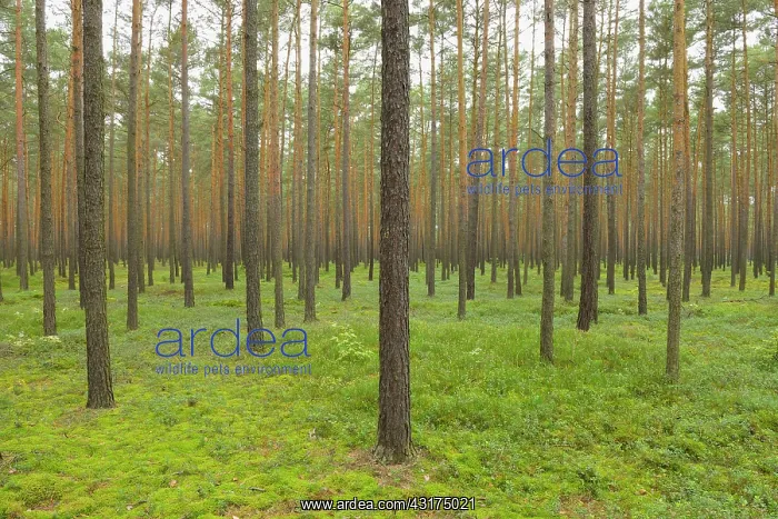 : Pine forest, Upper Lusatian Moorland Biosphere Reserve : Pine forest, Upper Lusatian Moorland Biosphere Reserve