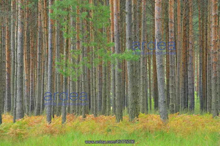 : Pine forest, Upper Lusatian Moorland Biosphere Reserve : Pine forest, Upper Lusatian Moorland Biosphere Reserve