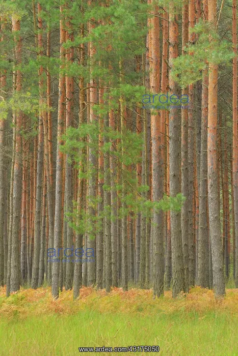 : Pine forest, Upper Lusatian Moorland Biosphere Reserve : Pine forest, Upper Lusatian Moorland Biosphere Reserve
