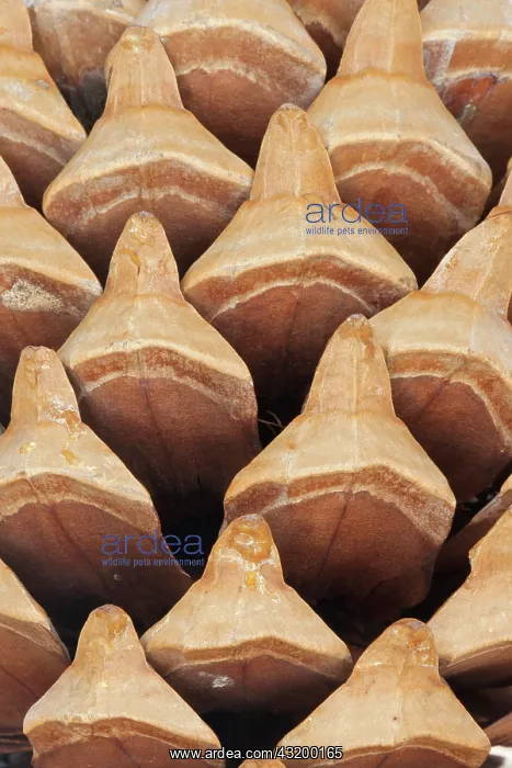 : Pine, Ghost pine, Pinus sabiniana, Gold subject : Pine, Ghost pine, Pinus sabiniana, Gold subject