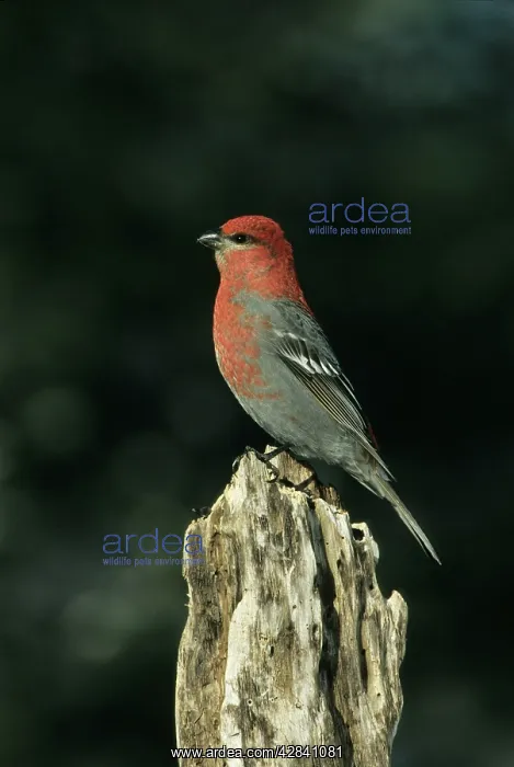 : Pine Grosbeak : Pine Grosbeak