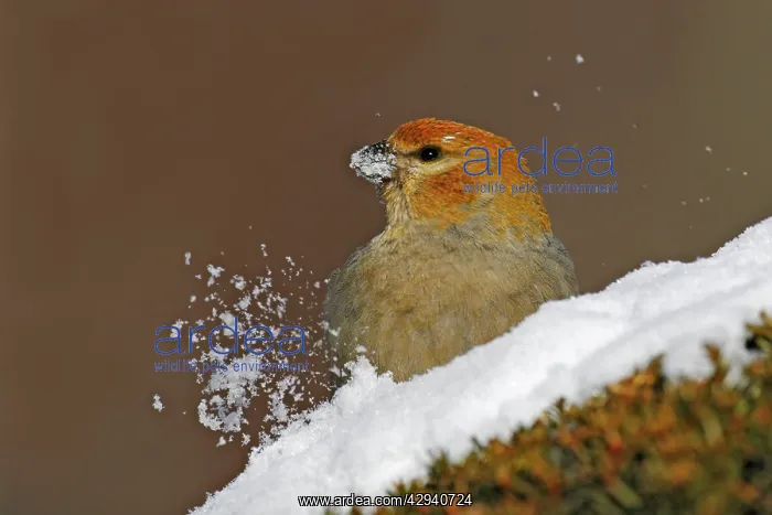 : Pine Grosbeak : Pine Grosbeak