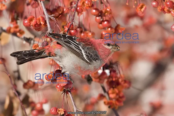  : Pine Grosbeak