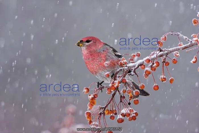  : Pine Grosbeak