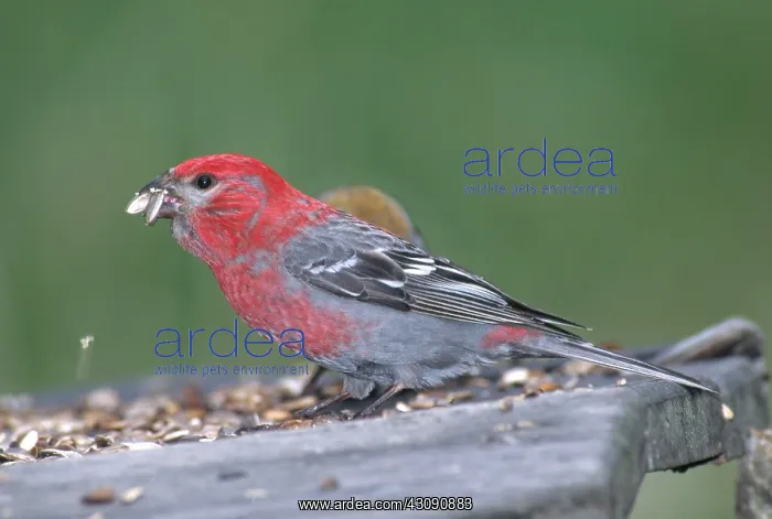 : Pine Grosbeak : Pine Grosbeak