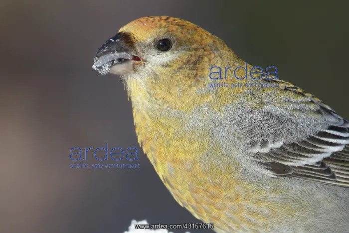: Pine Grosbeak : Pine Grosbeak